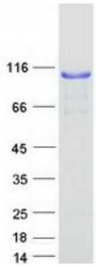 Coomassie blue staining of purified GAB1 protein.